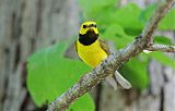 Hooded Warbler